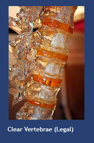 Clear Vertebrae