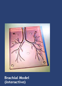 Brachial Model (interactive)