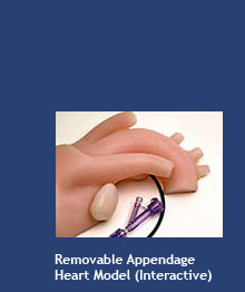 Removable Appendage Heart Model (interactive)