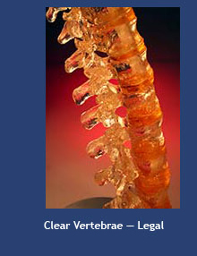 Clear Vertebrae