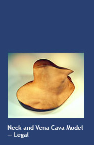 Neck and Vena Cava Model
