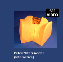 Pelvic/Uteri Model (interactive)