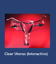 Clear Uterus (interactive)