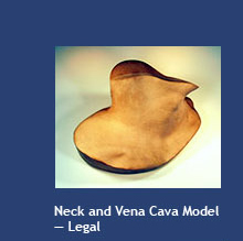 Neck and Vena Cava Model