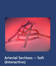 Arterial Sections - Soft (interactive)