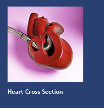 Heart Cross Section