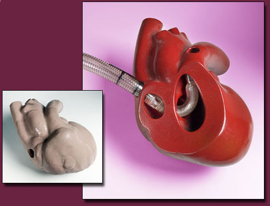 Heart Cross Section