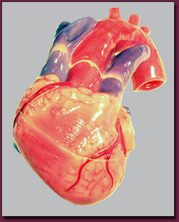 Left and Right Atrium