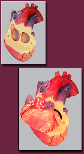 Left and Right Atrium