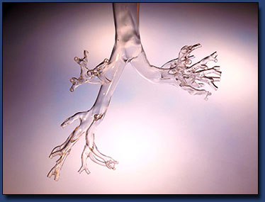 Glass Lung
