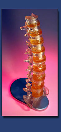 Clear Vertebrae
