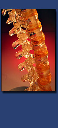 Clear Vertebrae