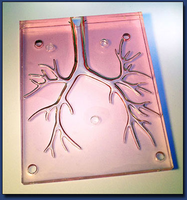 Brachial Model
