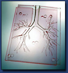 Brachial Model