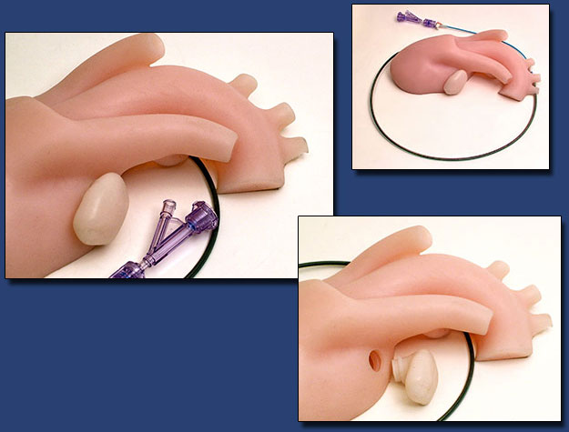 Removable Appendage Heart Model