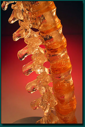 Vertebrae