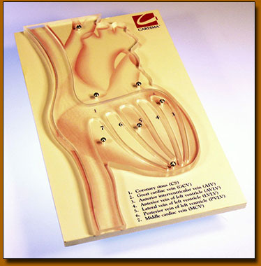 Heart Diagnostic Fixture